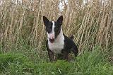 BULL TERRIER MINIATURE 022